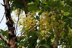 Cassia fistula